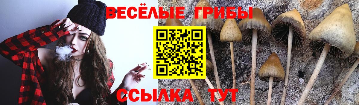 Галлюциногенные грибы прущие грибы  Вход с VPN  Галлюциногенные грибы Psilocybe  Котлас 